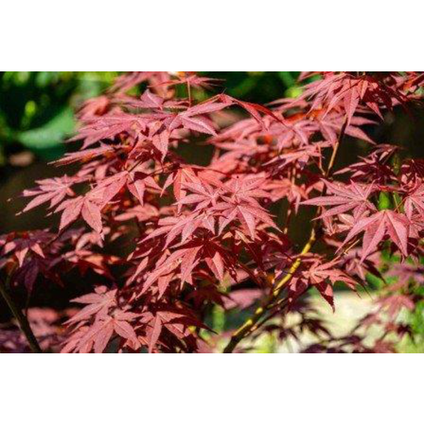 Acer palmatum atropurpurea 125/150                