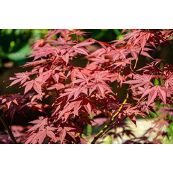 Acer palmatum atropurpurea 125/150                