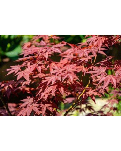 Acer palmatum atropurpurea 125/150                