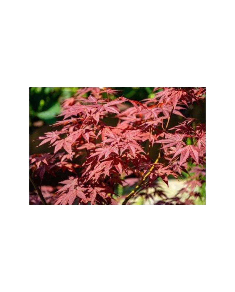 Acer palmatum atropurpurea 125/150                