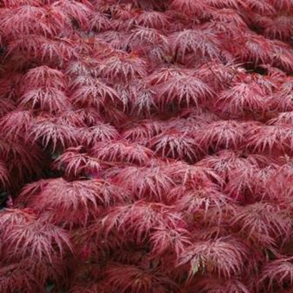 Acer palmatum garnet 7lt 80/100cm                 