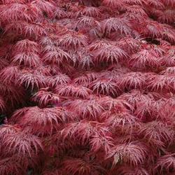 Acer palmatum garnet 7lt 60/70cm                  