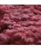 Acer palmatum garnet 7lt 80/100cm                 