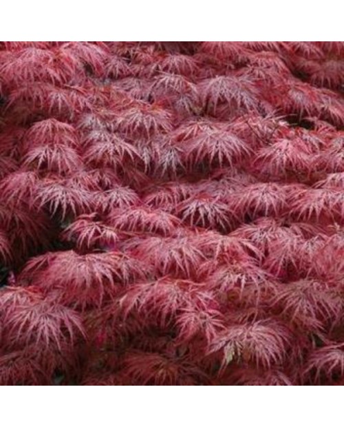 Acer palmatum garnet 7lt 80/100cm                 