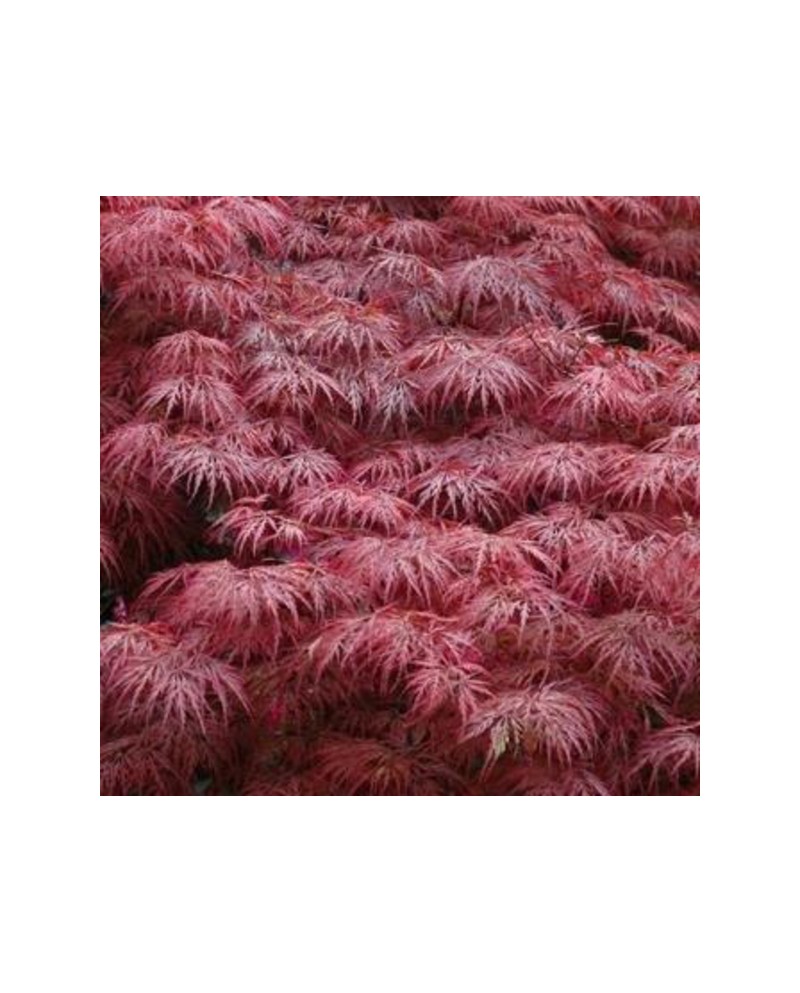 Acer palmatum garnet 7lt 80/100cm                 