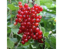 Grossellero ribes rubrum m15                      