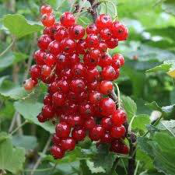 Grossellero ribes rubrum m15                      