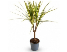 Dracaena marginata sunray 15                      