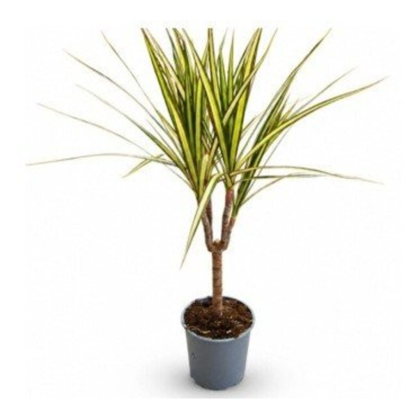 Dracaena marginata sunray 15                      