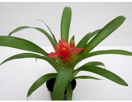 Guzmania blitz-tempo m9                           