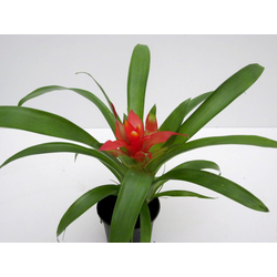 Guzmania blitz-tempo m9                           