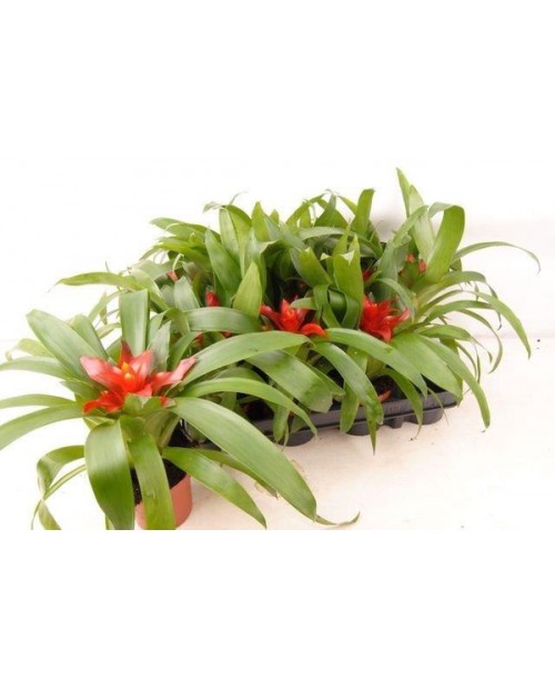 Guzmania blitz-tempo m9                           