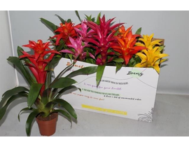 Guzmania mix m12                                  