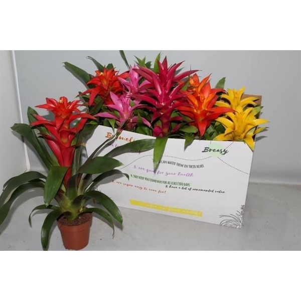 Guzmania mix m12                                  