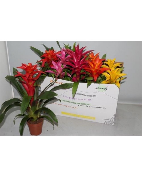 Guzmania mix m12                                  