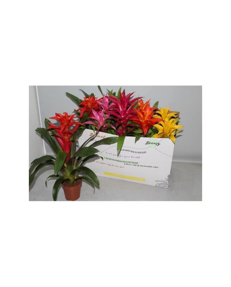 Guzmania mix m12                                  
