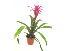 Guzmania roja super m15                           