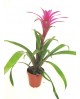 Guzmania roja super m15                           