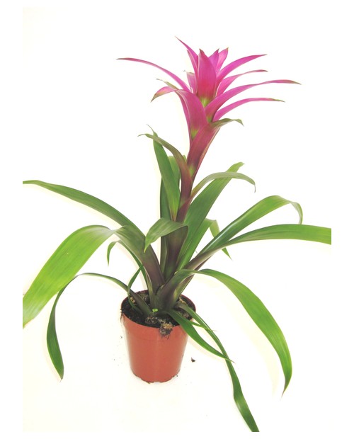 Guzmania roja super m15                           
