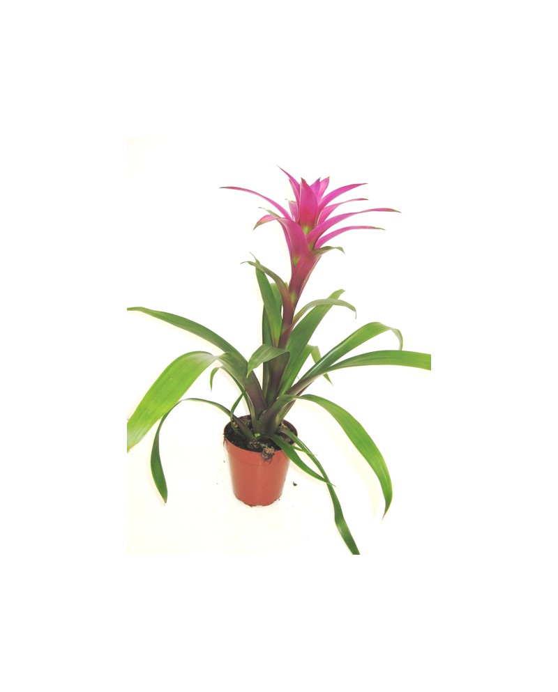 Guzmania roja super m15                           