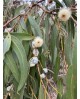 Eucalyptus globulus m25 200/225                   