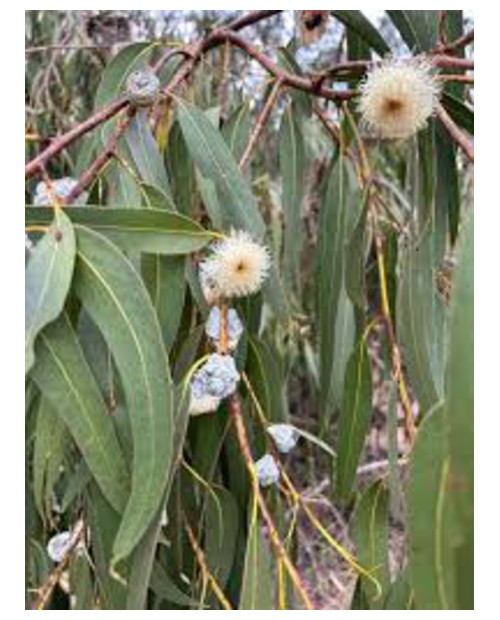 Eucalyptus globulus m25 200/225                   