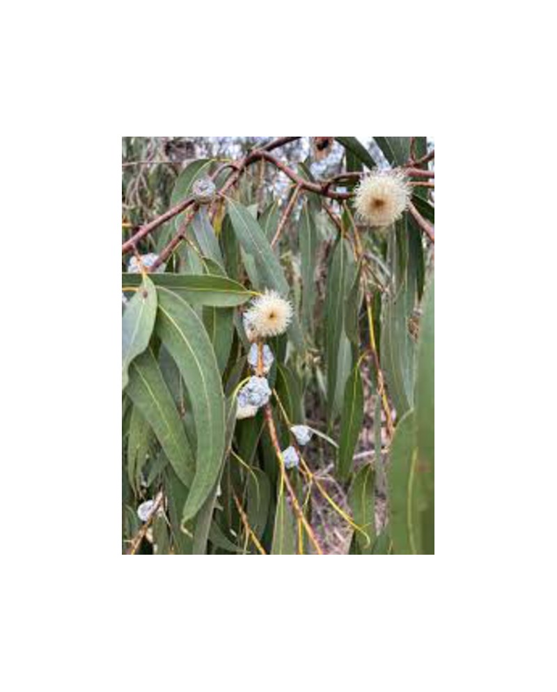 Eucalyptus globulus m25 200/225                   