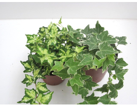 Hedera 9                                          