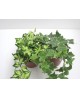 Hedera 9                                          