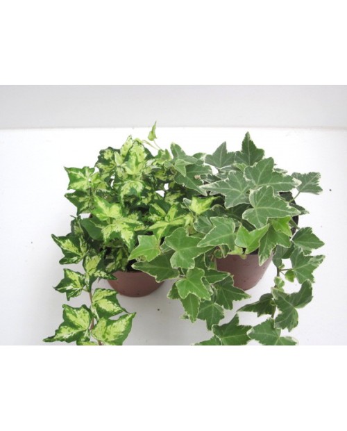 Hedera 9                                          
