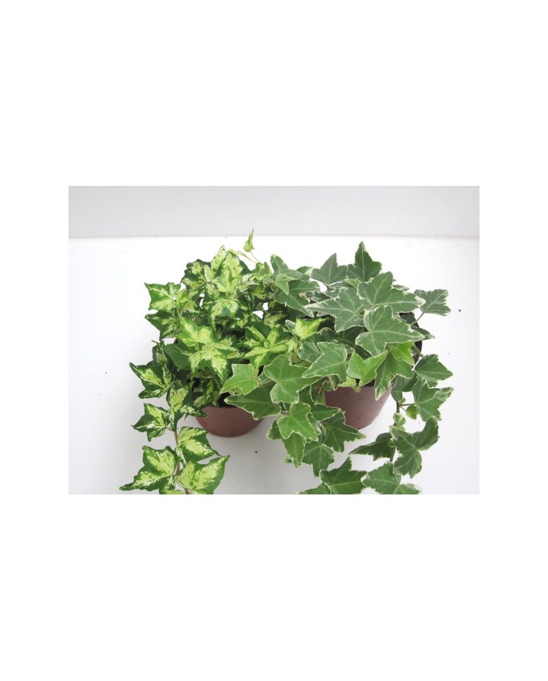 Hedera 9                                          