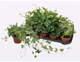 Hedera 13                                         