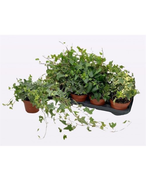 Hedera 13                                         