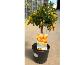 Kumquat m22 60/80cm                               
