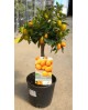 Kumquat m20 60/80cm                               