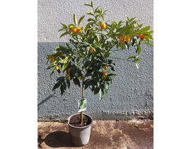 Kumquat m20 60/80cm                               