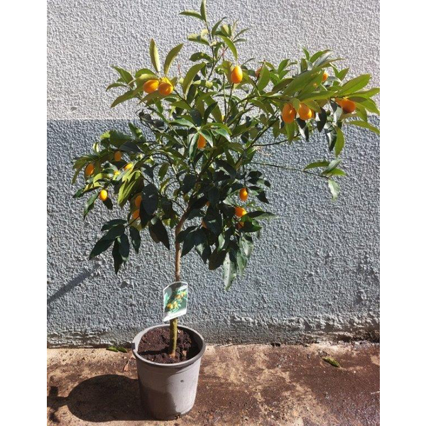 Kumquat m20 60/80cm                               