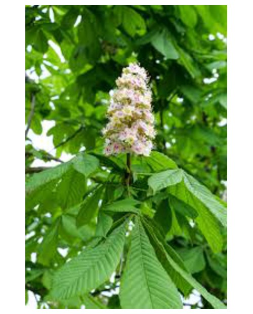 Aesculus hippocastanum blanco 14/16 contenedor    