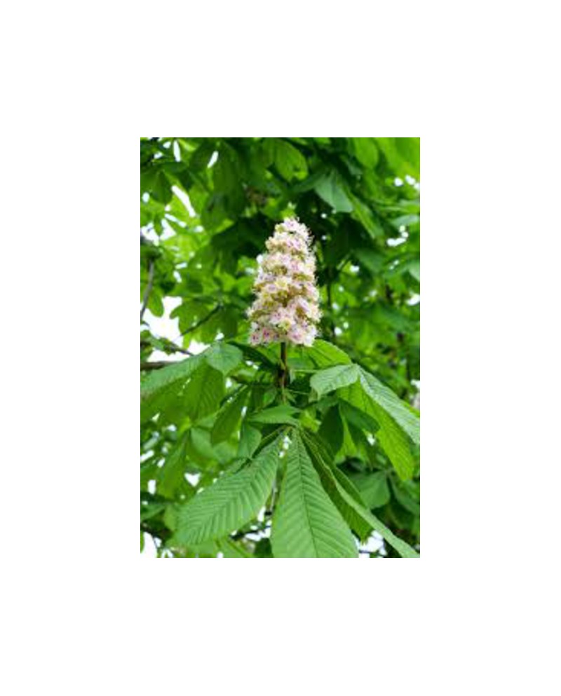 Aesculus hippocastanum blanco 14/16 contenedor    