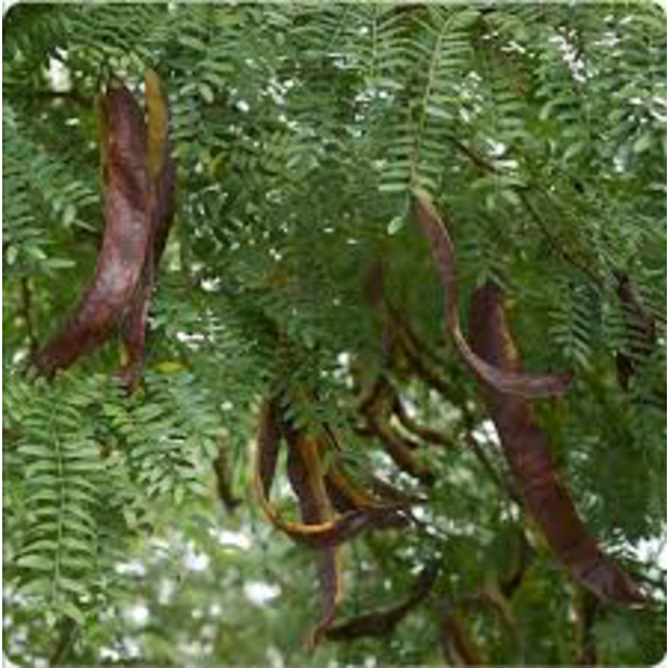 Gleditsia triacanthos inermis 12/14 maceta        