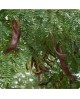 Gleditsia triacanthos inermis 12/14 maceta        