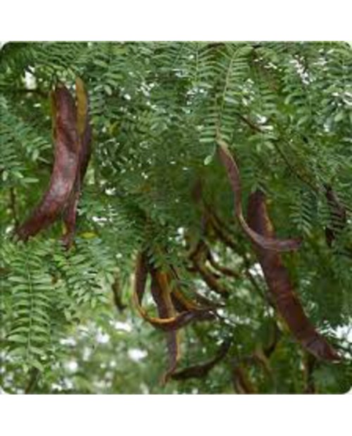 Gleditsia triacanthos inermis 12/14 maceta        