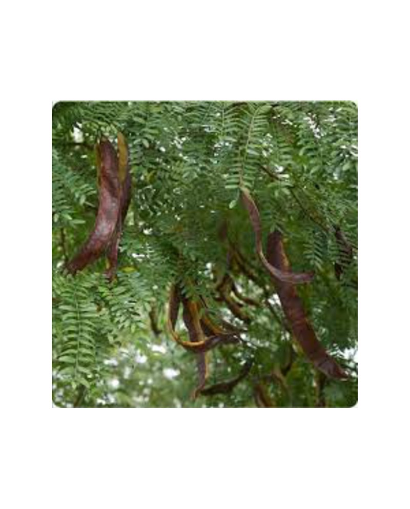 Gleditsia triacanthos inermis 12/14 maceta        