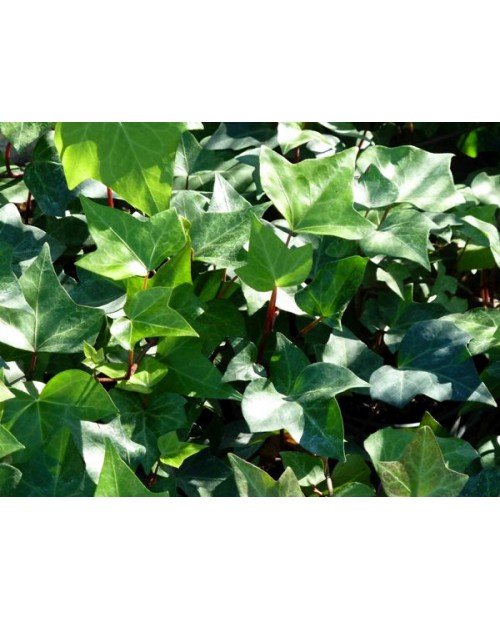 Hedera helix verde 10                             