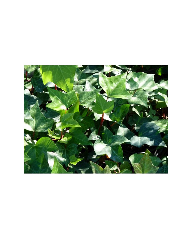 Hedera helix verde 10                             