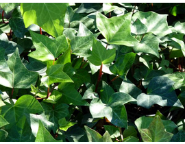 Hedera caña verde m15 120cm                       