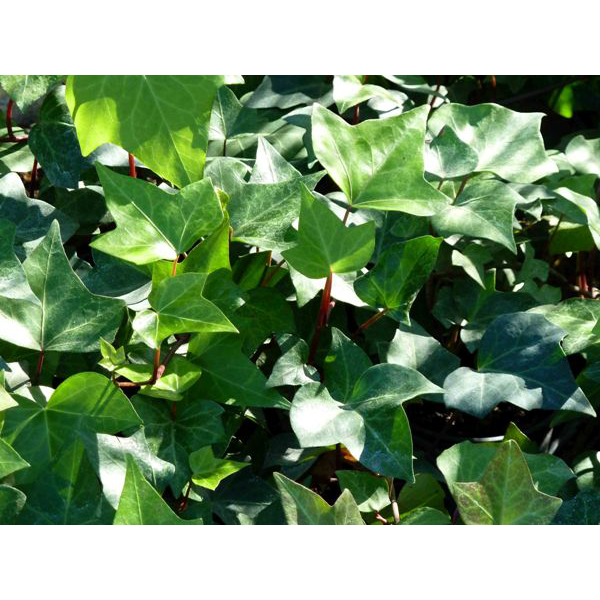 Hedera caña verde m15 120cm                       