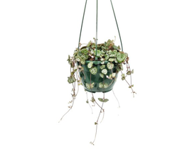 Ceropegia woodii m15                              