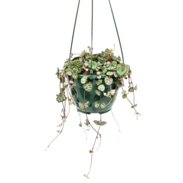 Ceropegia woodii m15                              