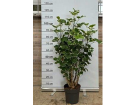Polyscia balfouriana ramificada c21               